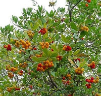 Mixed Arbutus unedo Strawberry seeds for planting in home garden