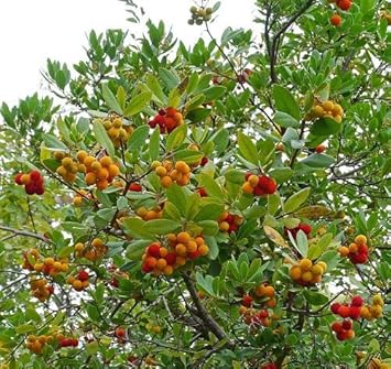Mixed Arbutus unedo Strawberry seeds for planting in home garden