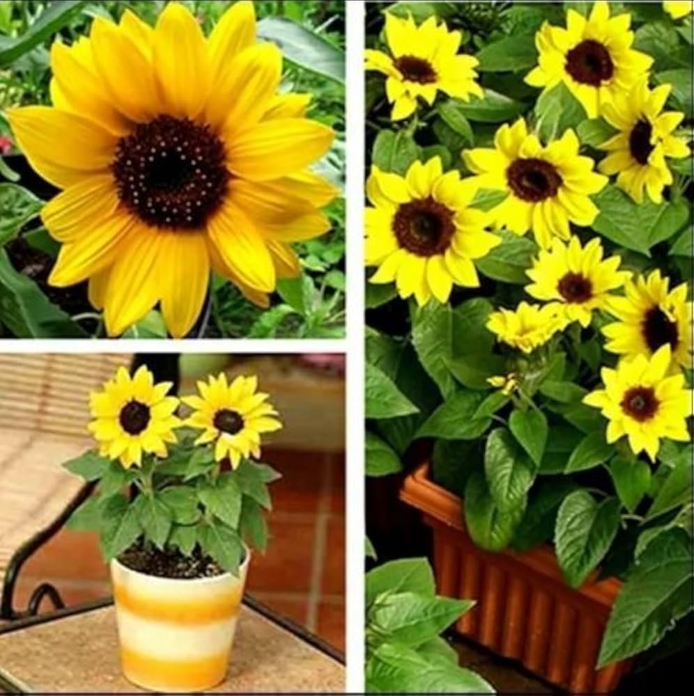 Mini - Sunflower for planting in home garden