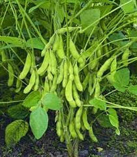 Soybean Vegetable Seeds for Planting, 100 pcs