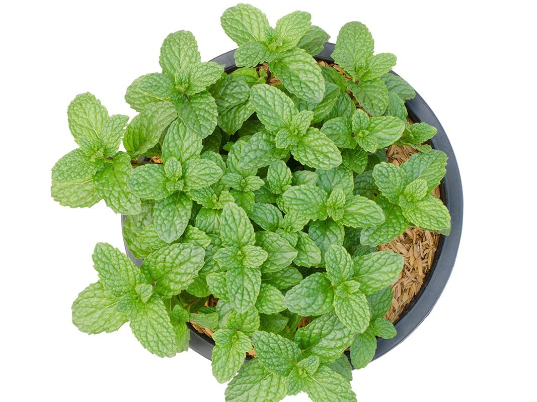 Peppermint Herb Plant Seeds