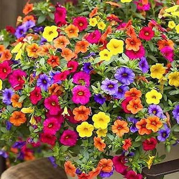Hanging Petunia Seeds – Trailing Petunia Flowers, Cascading Growth, Colorful Blooms, Container Gardening, Hanging Baskets, Full Sun Plant.