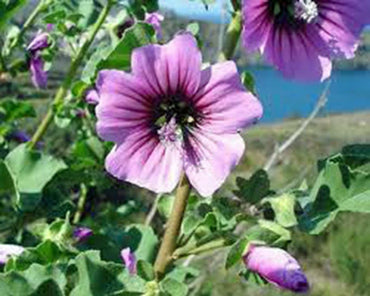 Rose Mallow mix flower seeds – pink, white, and red perennial blooms