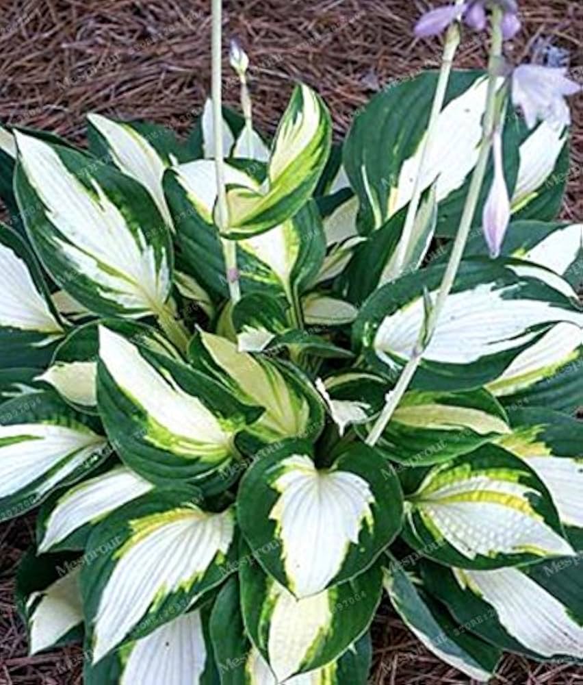 Hosta White Lace Plantain Lily Ground Cover Seeds