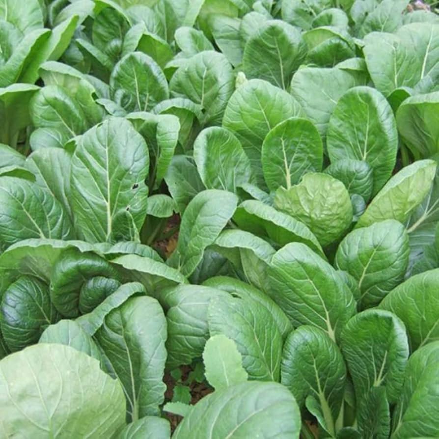 Green River – Komatsuna Seeds