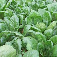 Green River – Komatsuna Seeds