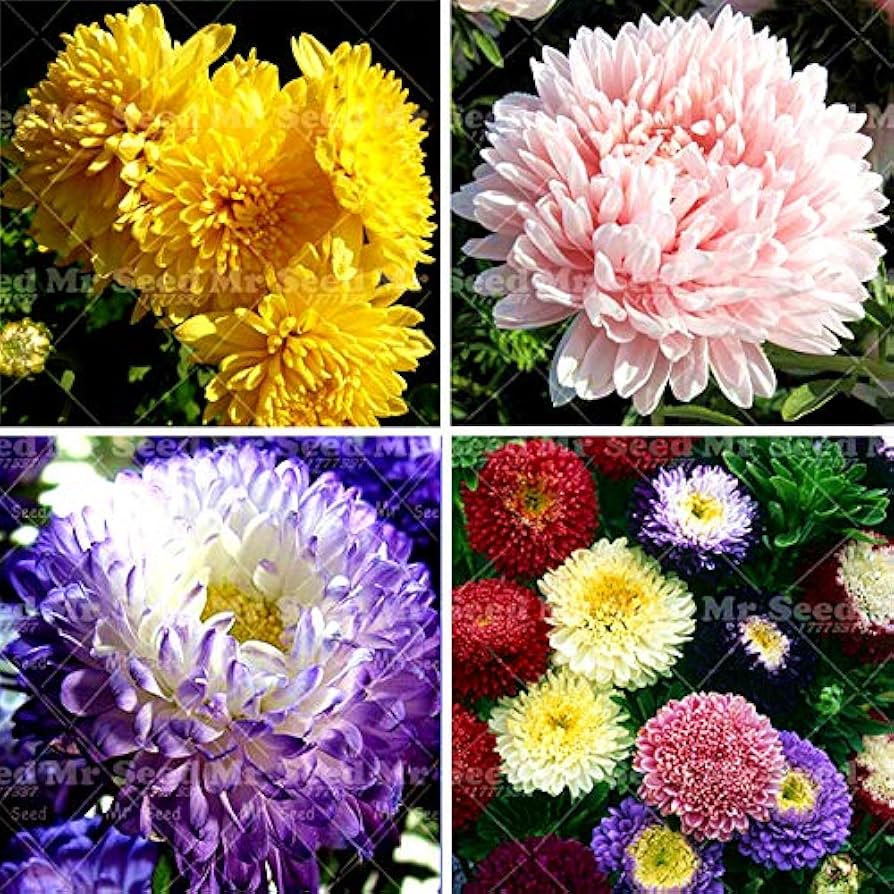 Aster Rainbow Chrysanthemum Perennial Flower Seeds for Home and Garden