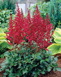 Blackberry Fruit Seeds - 100pcs in Pink for Garden Planting 100 pcs