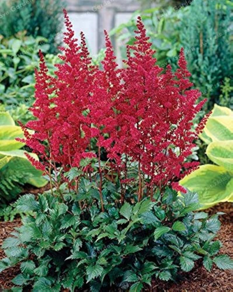 Pink blackberry Fruit Seeds