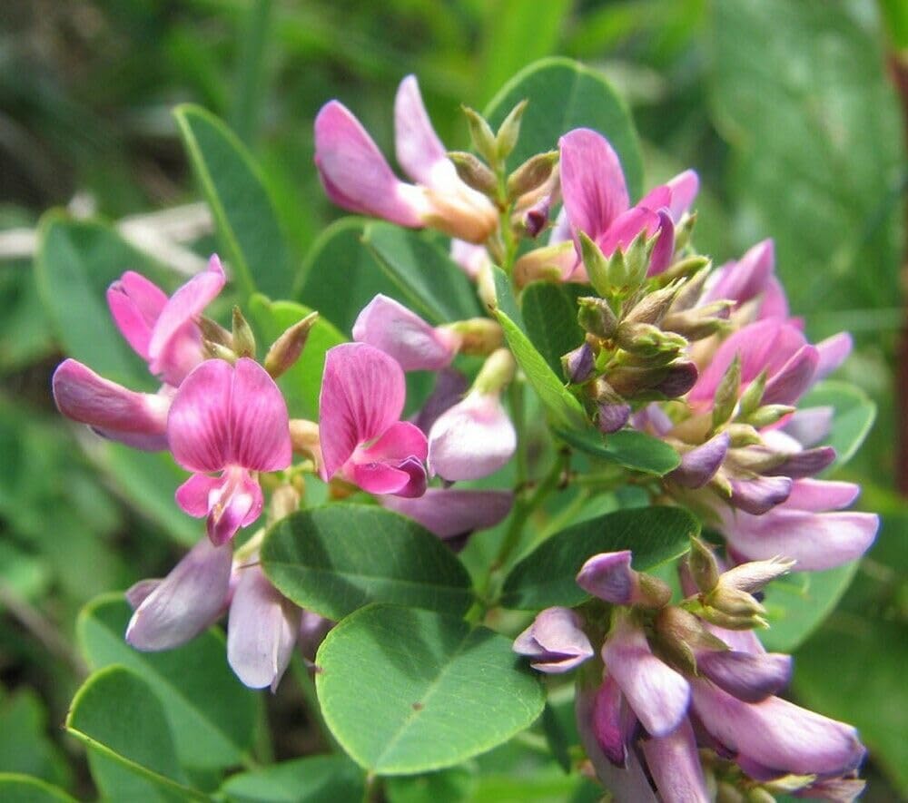 Heirloom Lespedeza Bicolor Flower Seeds for Planting, Non-GMO - Lespedeza for planting in home garden