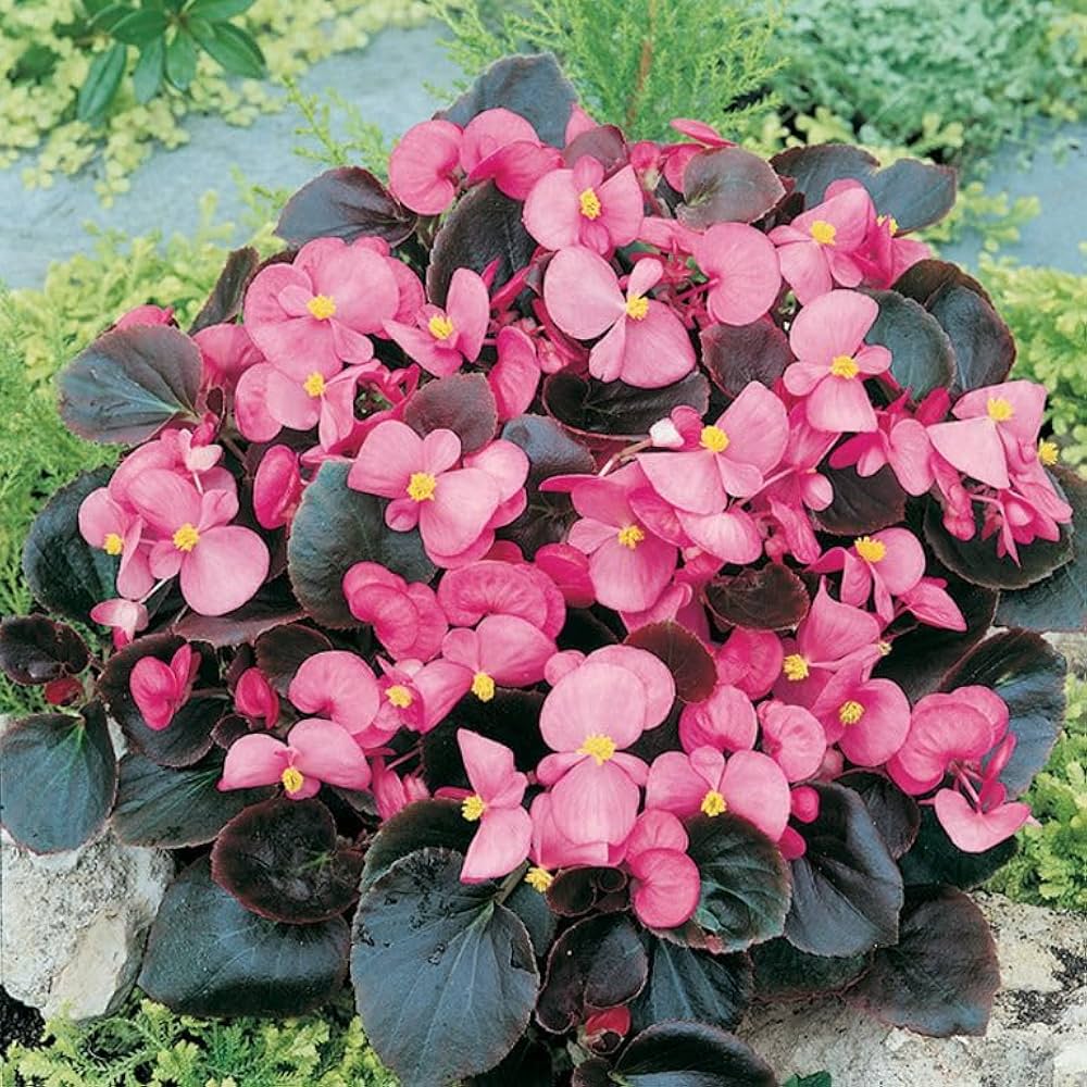 Begonia Hybrida Voss Decorative Flower - for planting in home garden