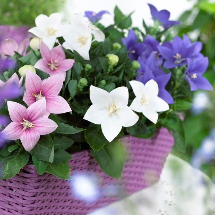 Heirloom Non-GMO Mixed Balloon Flower Seeds – Unique Shaped Perennial Flower Seeds