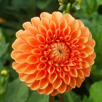 Organic Heirloom Non-GMO Orange Dahlia Seeds for Planting – Bright Garden Blooms