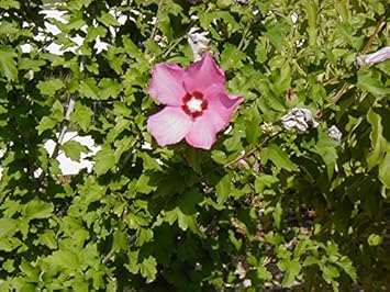 Pink (Pink scientific name) for planting in garden