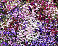 Lobelia Mixed Colors Perennial Flower Seeds for Garden