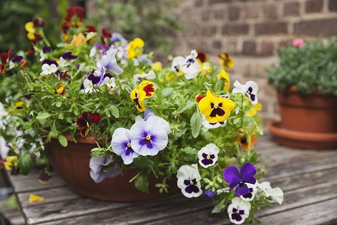 Pansy Viola Tricolor Flower Seeds Mixed Colors