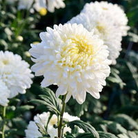 White Green Chrysanthemum Flower Seeds for Planting, NON GMO Seeds