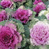 Kale ‘Chidori Red’ flower seeds – ruffled ornamental leaves for winter color