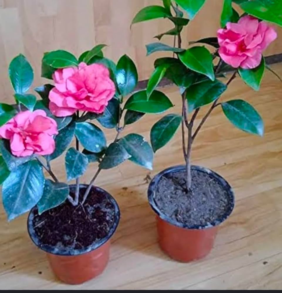 Camellias grown from rare color bonsai seeds with glossy leaves and unique flowers