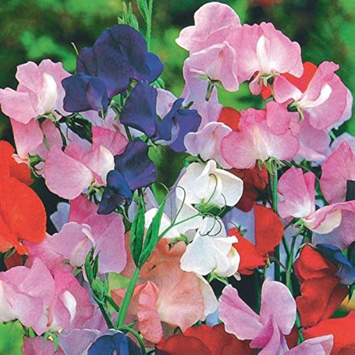 Heirloom Non-GMO Sweet Pea Knee Flower Seeds for Planting – Fragrant Climbing Blooms