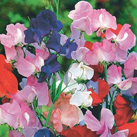 Heirloom Non-GMO Sweet Pea Knee Flower Seeds for Planting – Fragrant Climbing Blooms