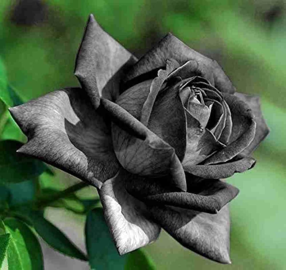 True Blood Black Rose Rare Flower Seeds