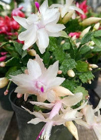 Schlumbergera Flower Seeds for Planting 100