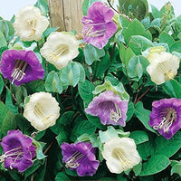 Cathedral Bells- Mix