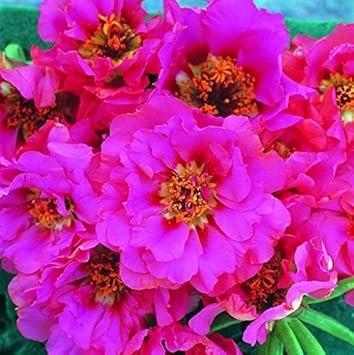 Portulaca (Portulaca scientific name) for planting in garden