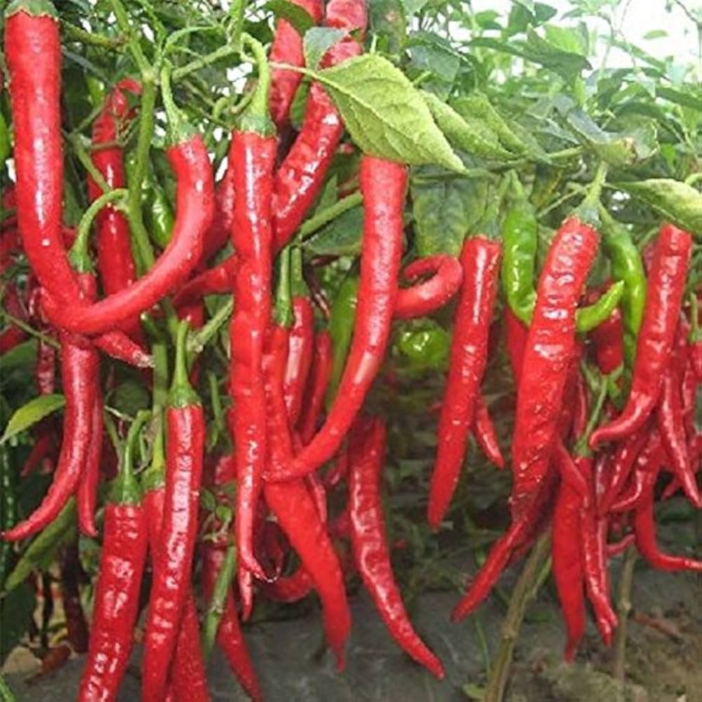 New Arrival Giant Spices Red Hot Pepper Seeds Plants Garden