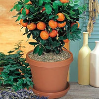 Bonsai orange Citrus sinensis seeds for decorative edible garden