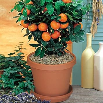 Bonsai orange Citrus sinensis seeds for decorative edible garden