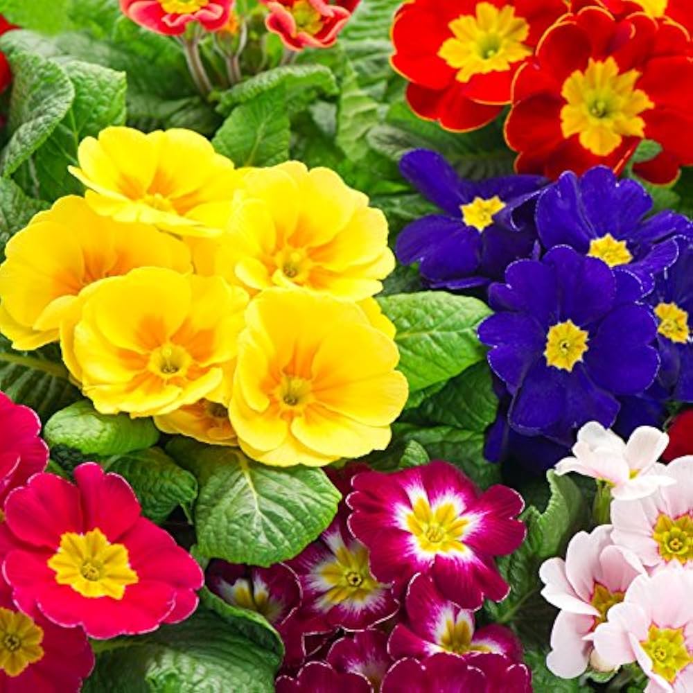 Common (Blue Primrose flower) for planting in garden