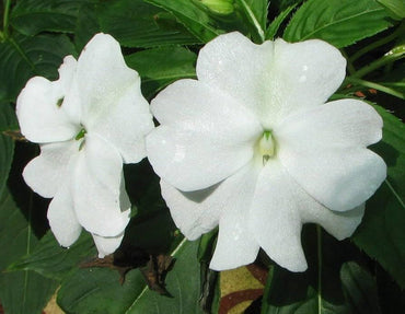 Heirloom Non-GMO Impatiens Balsamine Flower Seeds for Planting – Bright Annual Garden Blooms