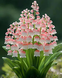 Lily of the Valley Brown Easy Grow Plant Seeds