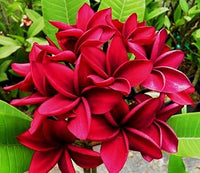 Heirloom Non-GMO Deep Pink Egg Flower Seeds for Planting – Vibrant Garden Blooms