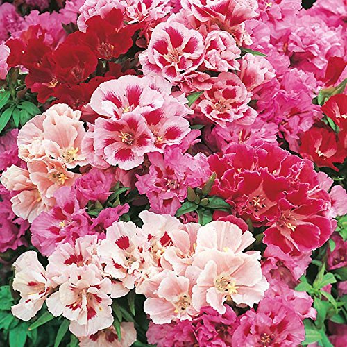 Rare Azalea Bonsai Flower Seeds for Home and Garden