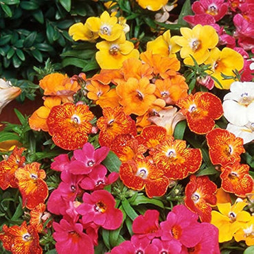 Nemesia Poetry Rose flower seeds – delicate spring blooms for beds and pots