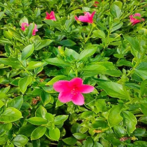 Mini Hibiscus Flower Seeds Rare Chinese Rose Bonsai