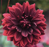 Sam Hopkins Dahlia