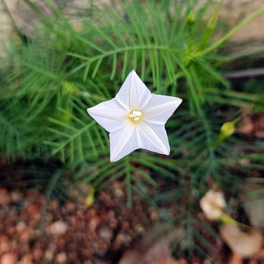 Argyranthemum ‘Biancaneve’ flower seeds – classic white daisy-like annual