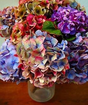 Heirloom Non-GMO Multi-Colored Hydrangea Flower Seeds for Garden Borders and Ornamental Planting