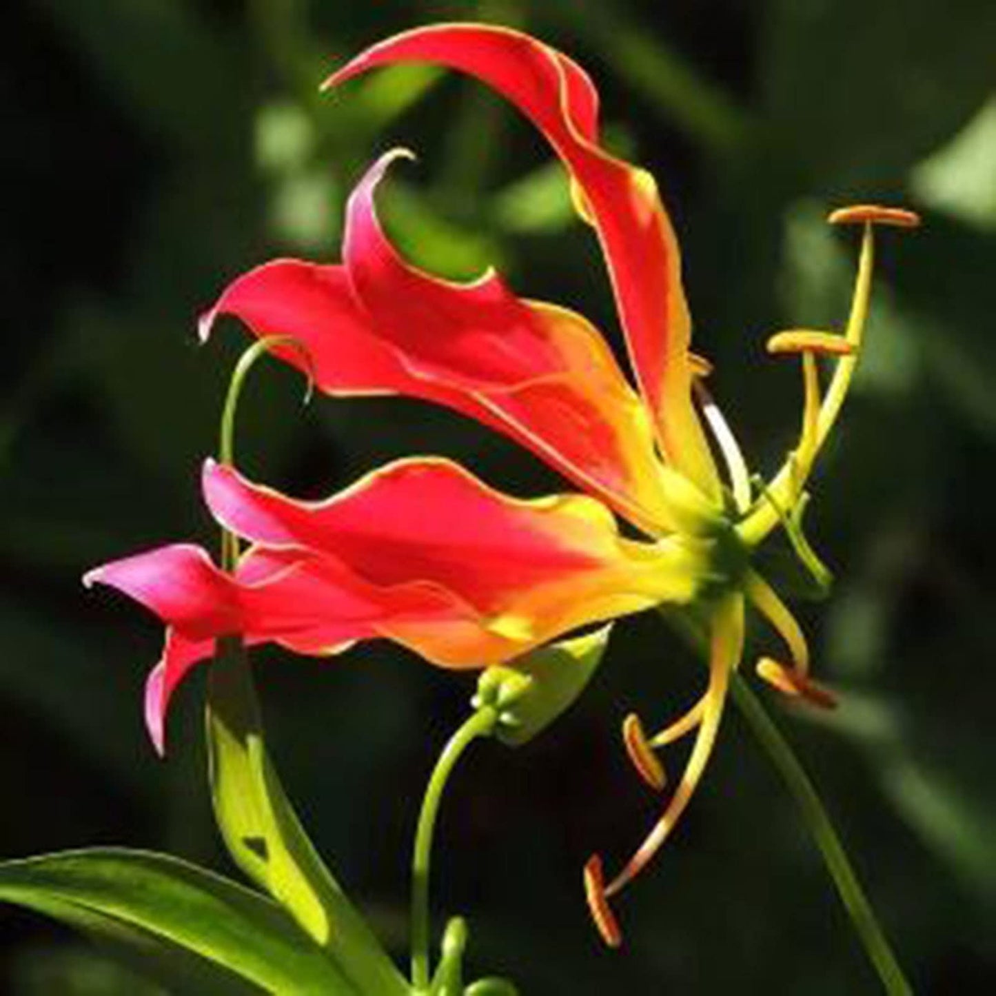 Garland Flame Lilium Brownii Perennial Lily Seeds