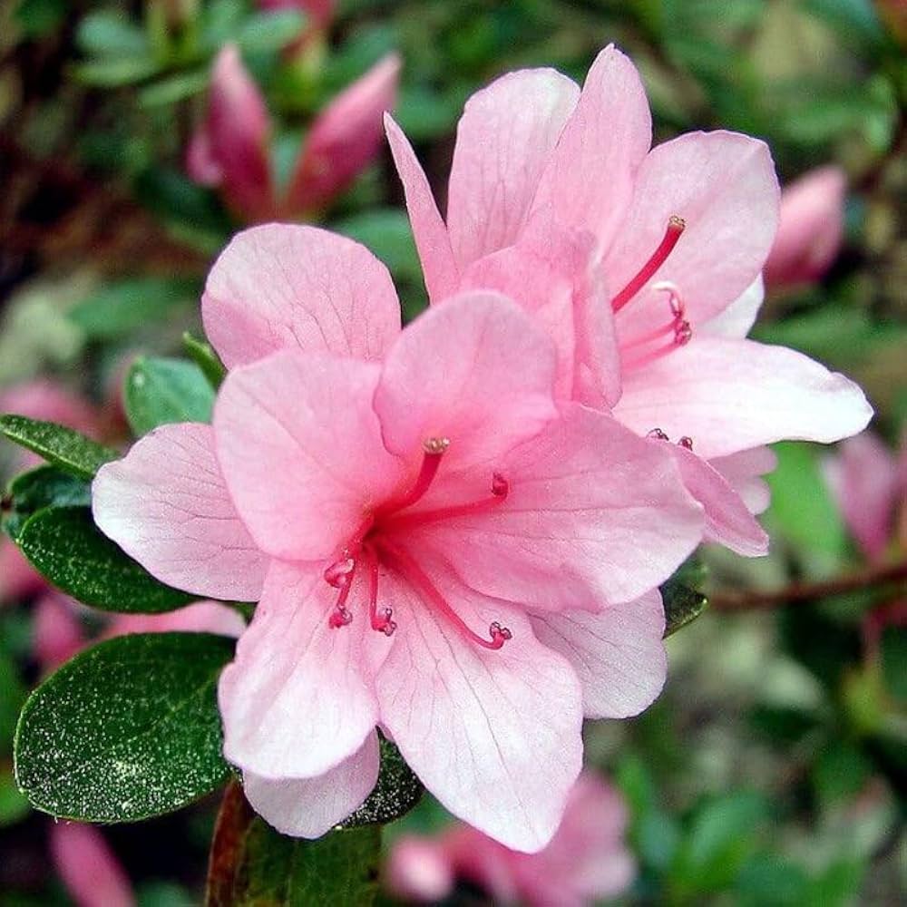 Azalea Rare Perennial Flower - for planting in home garden