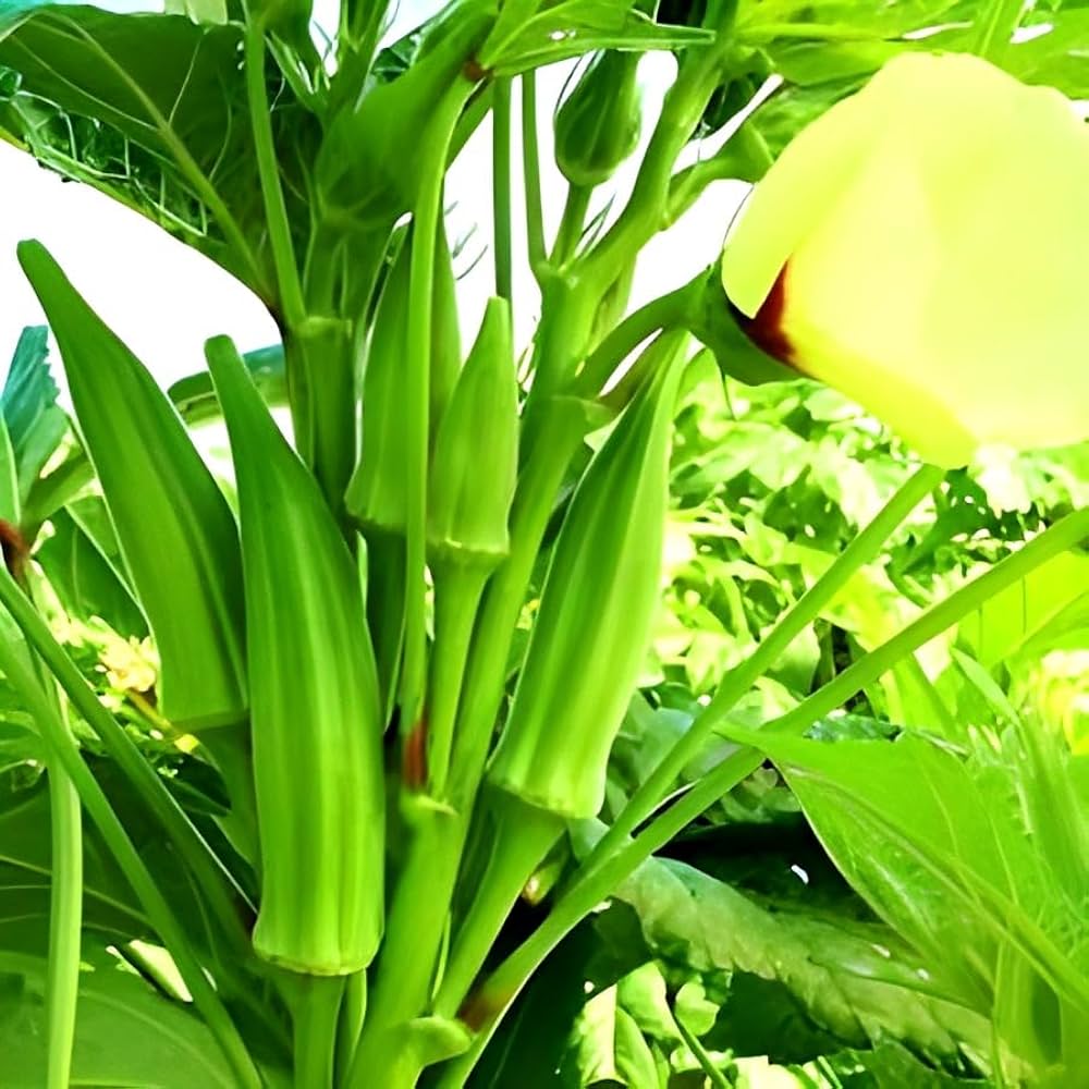 Green Gumbo Fry Boil large emerald okra plant grown from seeds with long, tender green pods