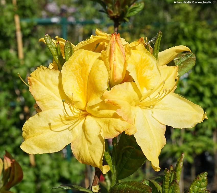 Heirloom Non-GMO Light Yellow Azalea Flower Seeds for Planting – Bright Ornamental Shrub Seeds - Non-GMO for planting in home garden