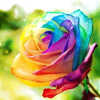 Rainbow Rose Colorful Garden Flower Seeds