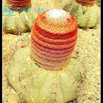 Mixed Aztekium Valdezii Flower Seeds for Planting - 100 pcs