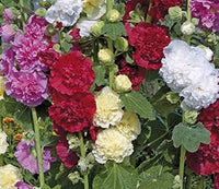 Hollyhock flower Alcea rosea double yellow perennial seeds for planting in backyard garden beds