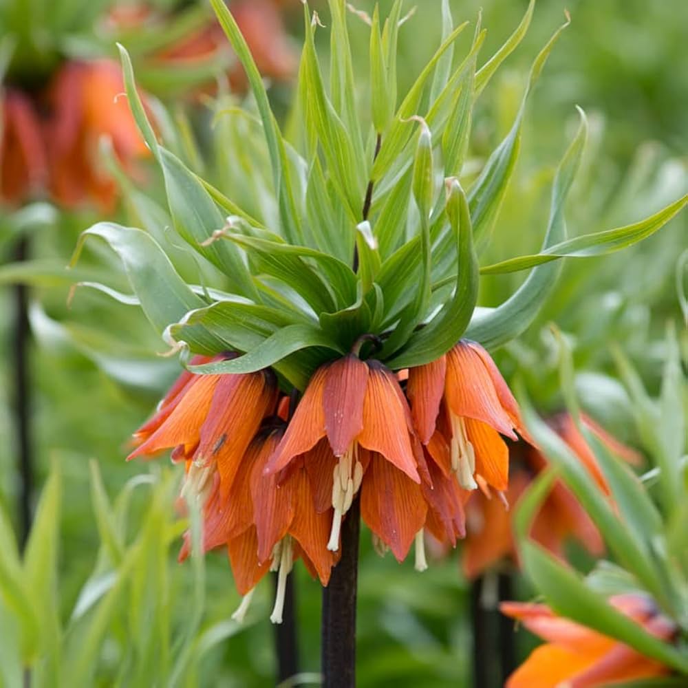 Crown Imperial flowers grown from 9-color seeds with tall stalks and bold bell-shaped blooms